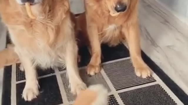 Funny Dogs Reaction Fun to Watch!