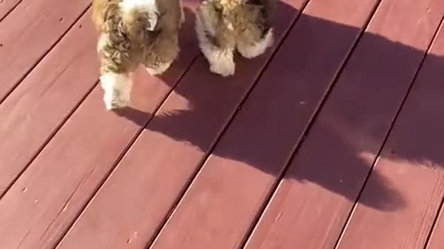 Little of the dog