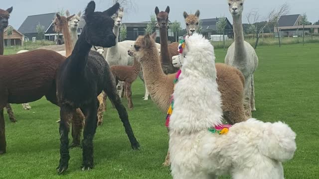 Alpaca Imposter