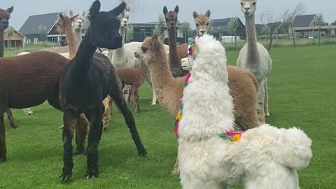 Alpaca Imposter