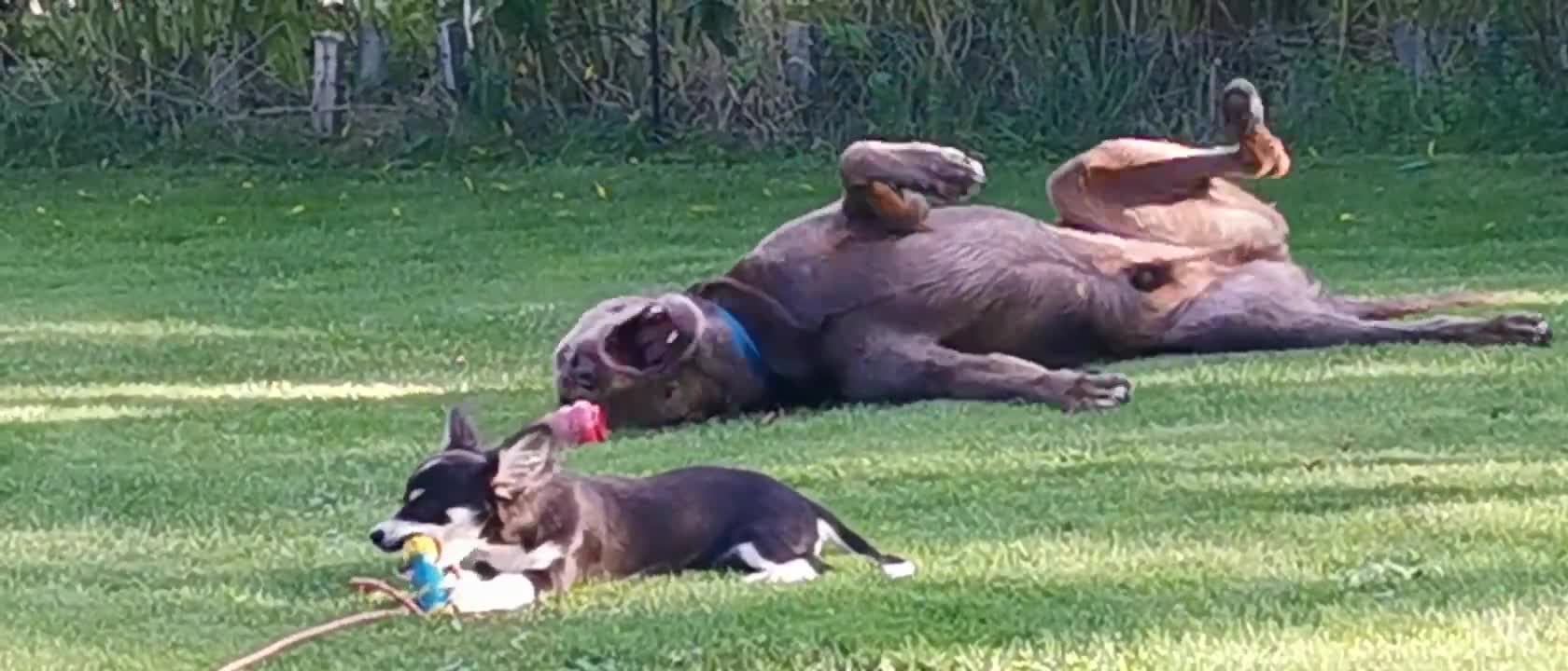 Labrador & Chihuahua