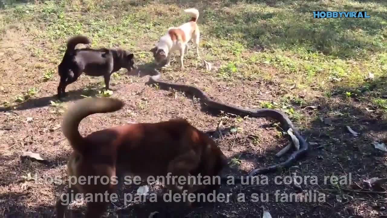 Cuatro VALIENTES perros se enfrentan a una cobra real GIGANTE