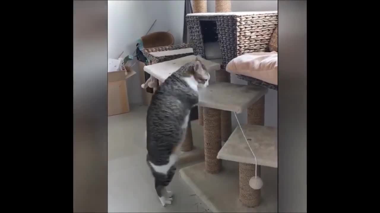 funny animal videos