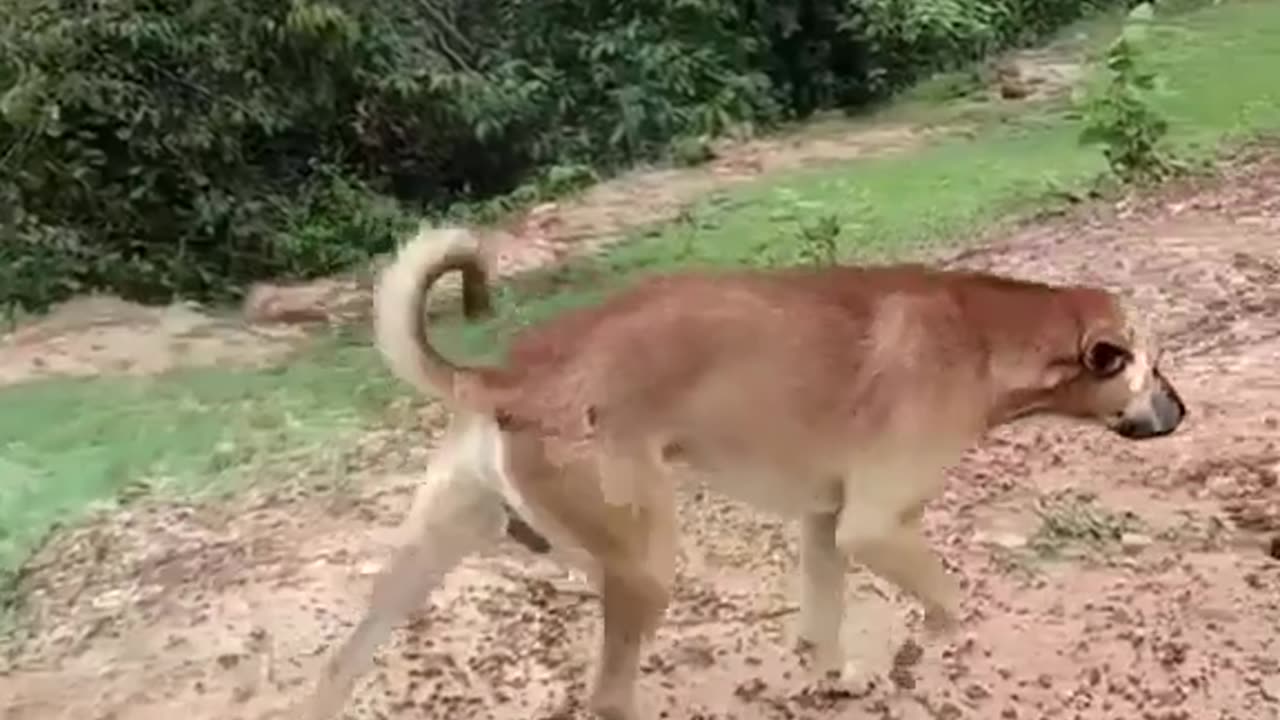 Dog and monkey friend