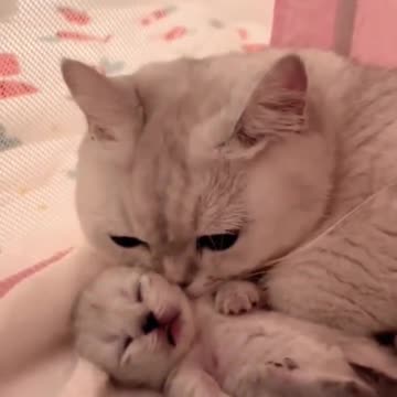 Love Cats carrying Kitten back to Home