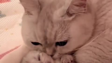 Love Cats carrying Kitten back to Home