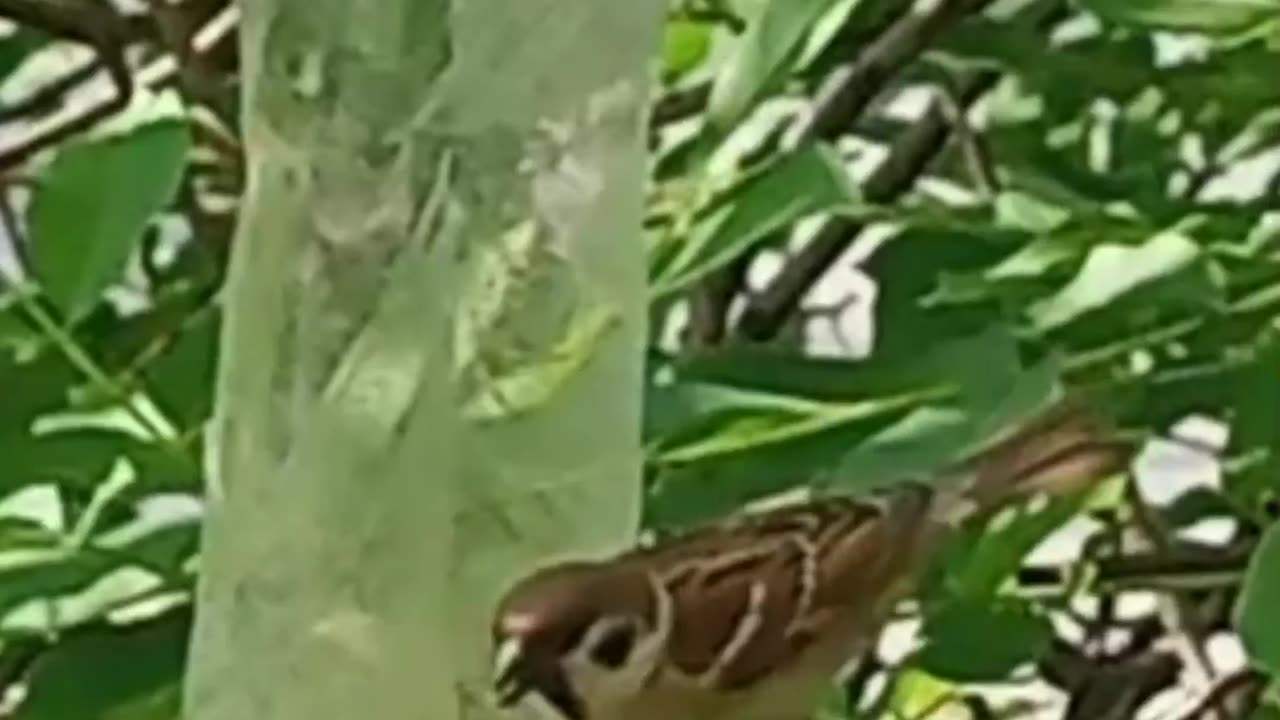 Sparrow eats grain