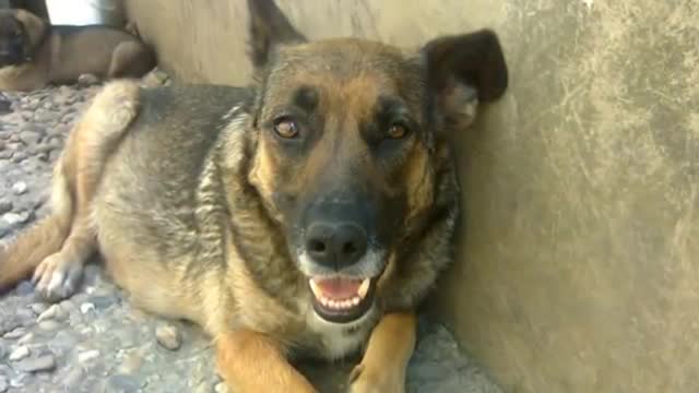 People Said This Dog Was Guarding Her Owner’s Grave, But ...