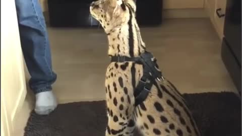 This serval looks hungry