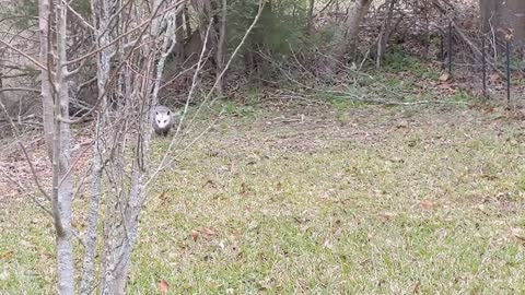 Injured Opossum Using a Bridge to Cross Water