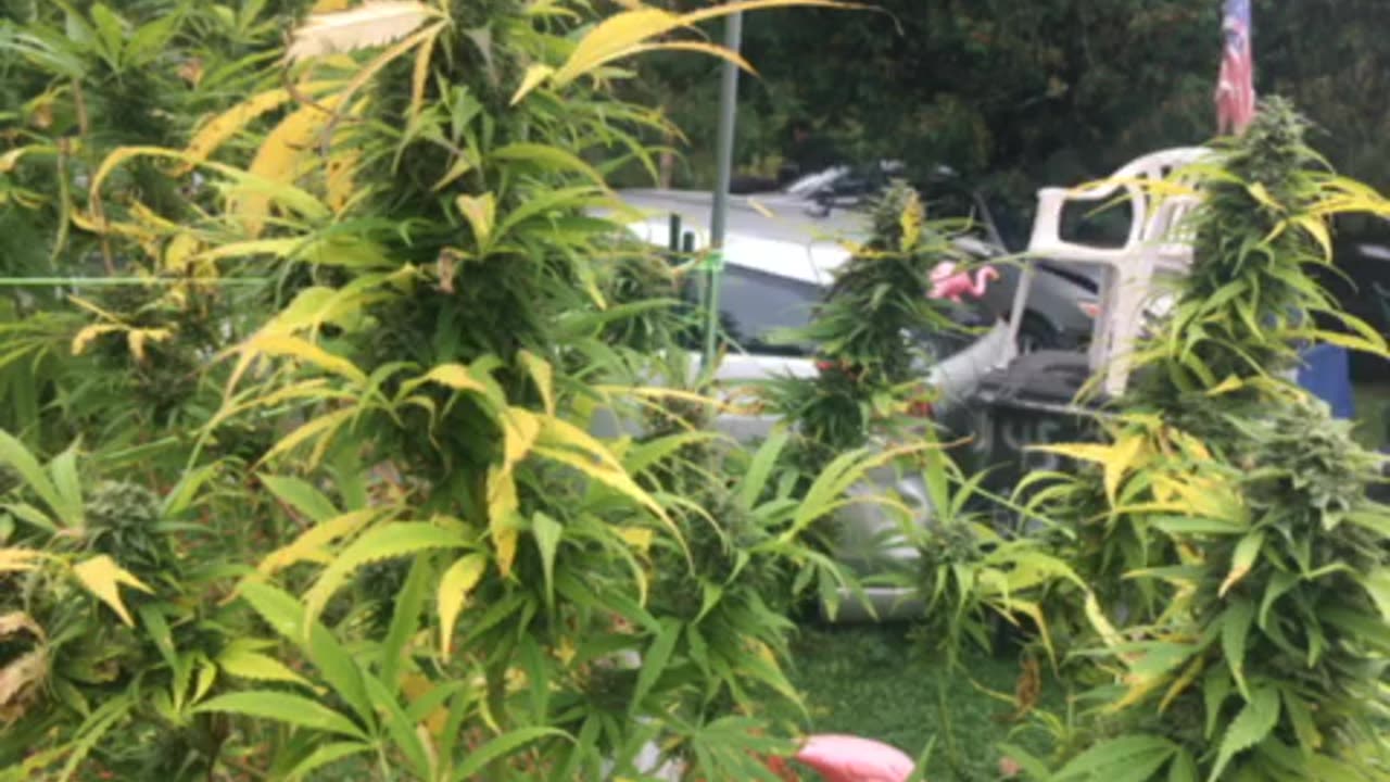 Today: mutants flee free states p 2 Derek Hunter Rumble