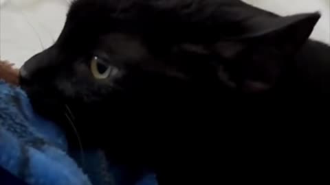 Adopting a Cat from a Shelter Vlog - Cute Precious Piper Relaxes By Being a Baby #shorts