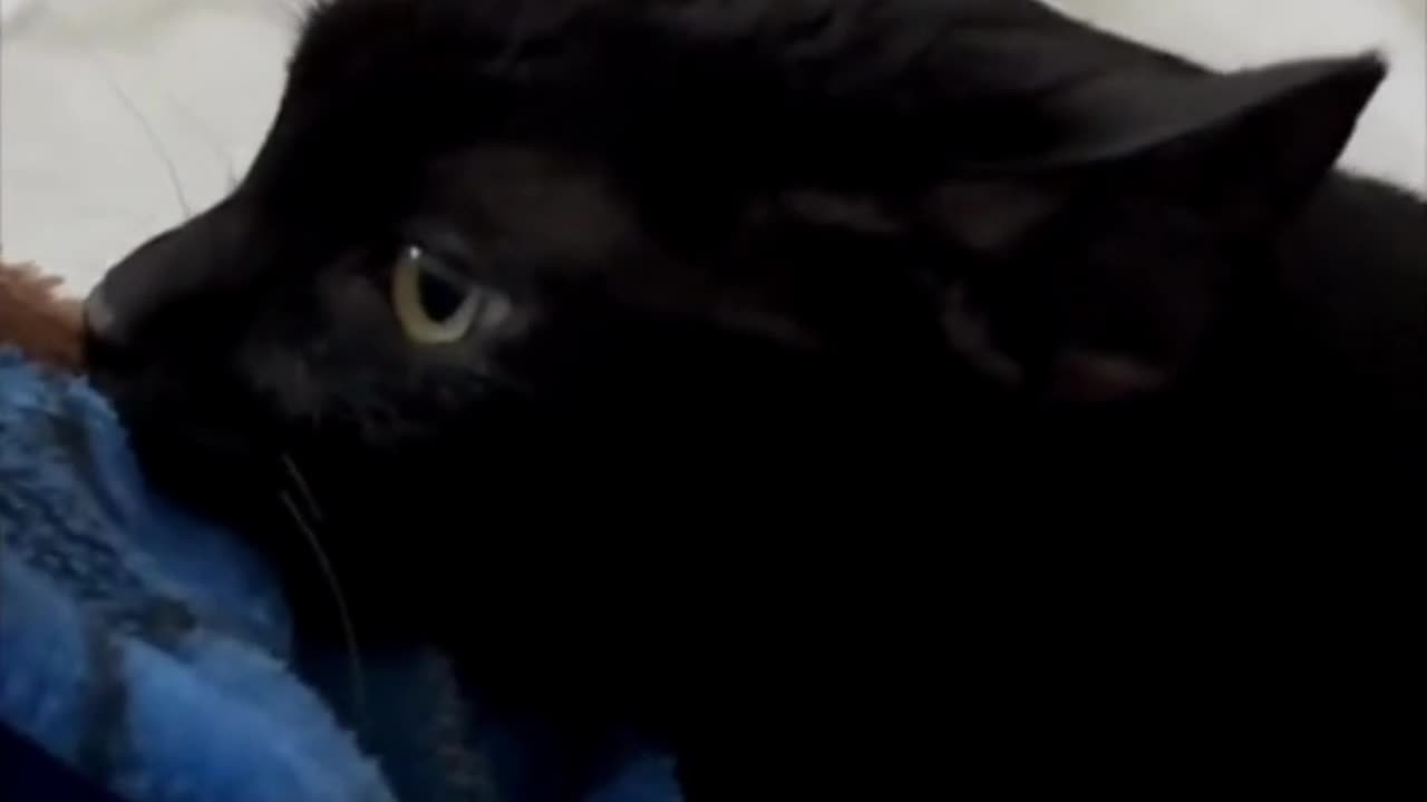 Adopting a Cat from a Shelter Vlog - Cute Precious Piper Relaxes By Being a Baby #shorts