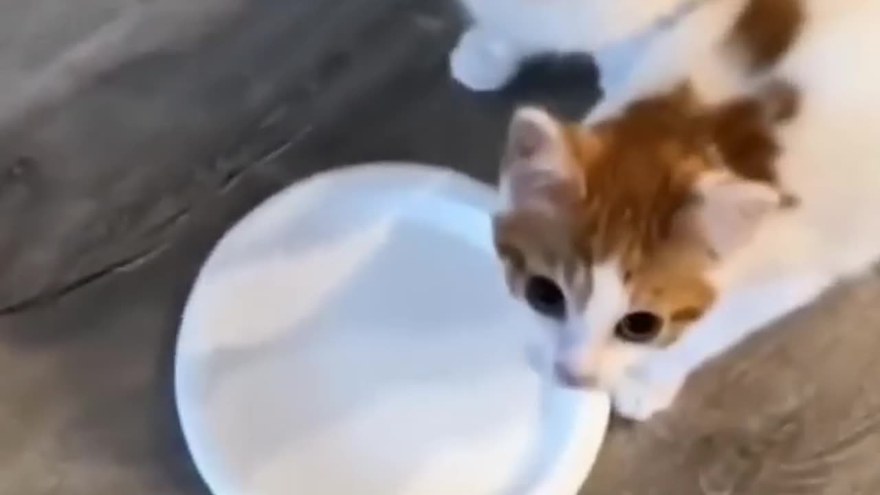 Funny_cats_😂_episode_157_#shorts(720p)
