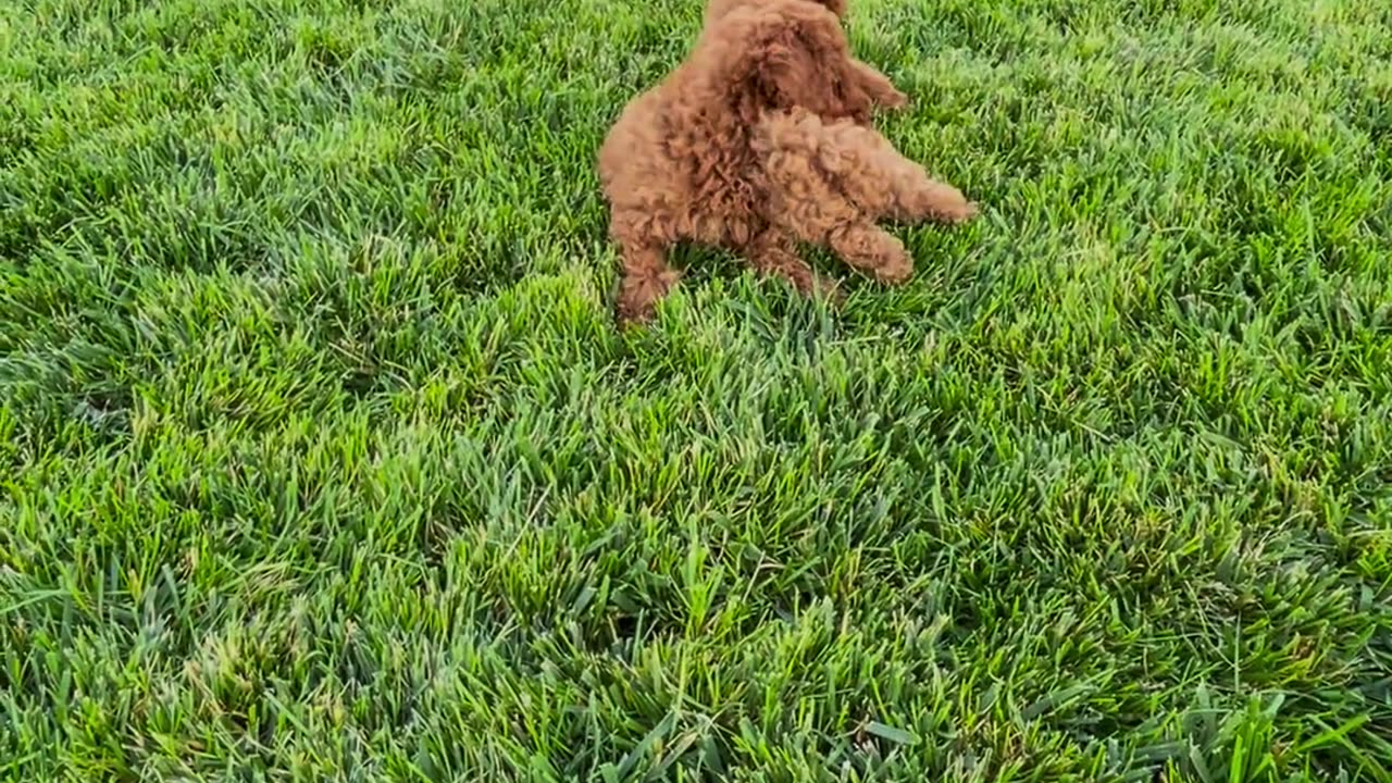 Disciplined Dog playing in the ground