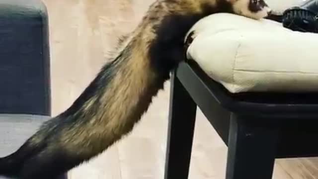 Ferret Slips And Falls Down While Climbing a Chair