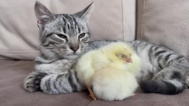 Cute Kitten Reacts to Baby Chickens