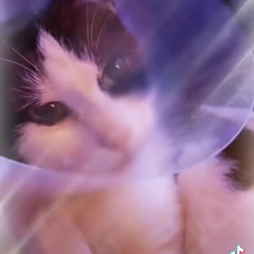 The baby kittens and there auntie in a cone