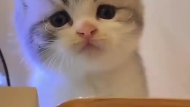 Cute Cat _ Cute Pets Funny Animals