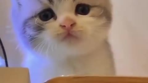 Cute Cat _ Cute Pets Funny Animals