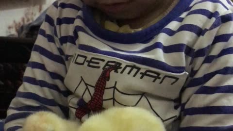 Little boy Playing with chicks