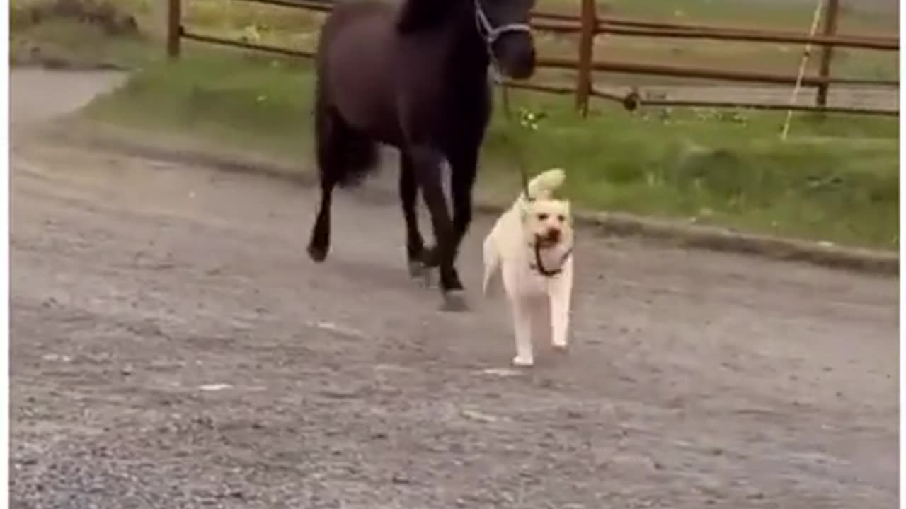 Cute Dog Playing With Horse New Friend Cutest Animals