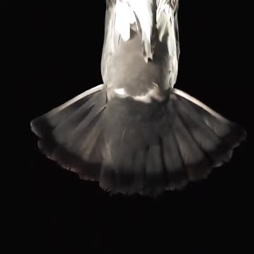 Pigeon Flight in Slow Motion