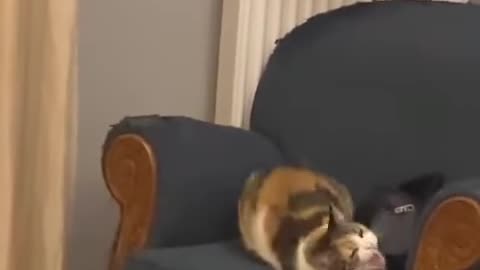 Cute and funny cat video
