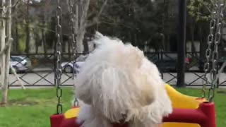 A dog swings on a swing