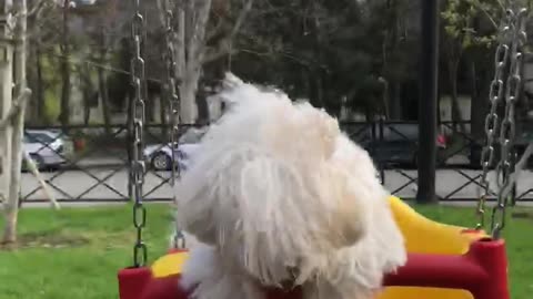 A dog swings on a swing