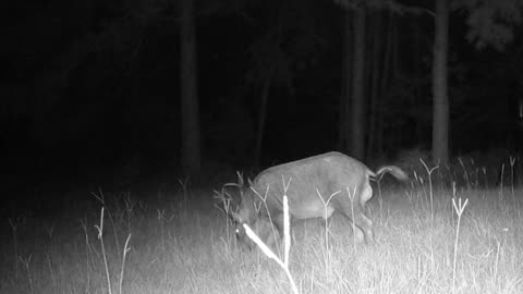 Hog's are back! TX Night Hog's & Deer Weekly, 8/24/24