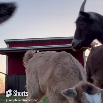 Baby goats playing and checking out the camera