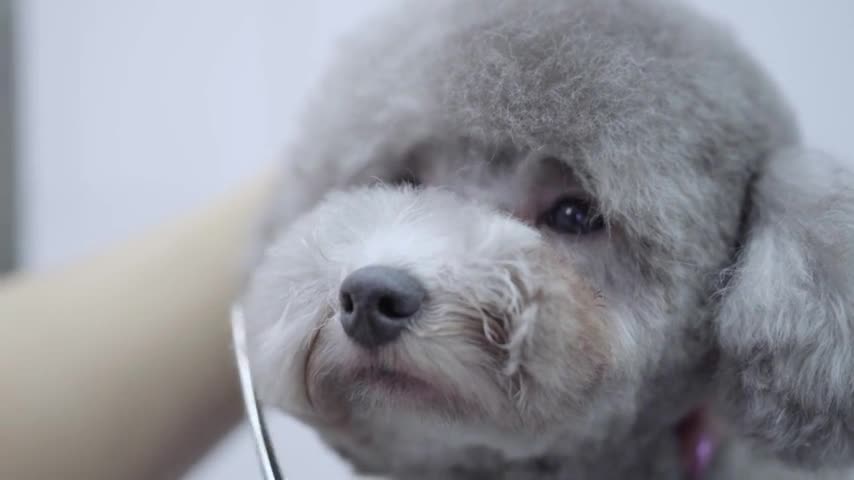 Grooming a little dog in a pet salonGrooming a little dog in a pet salon