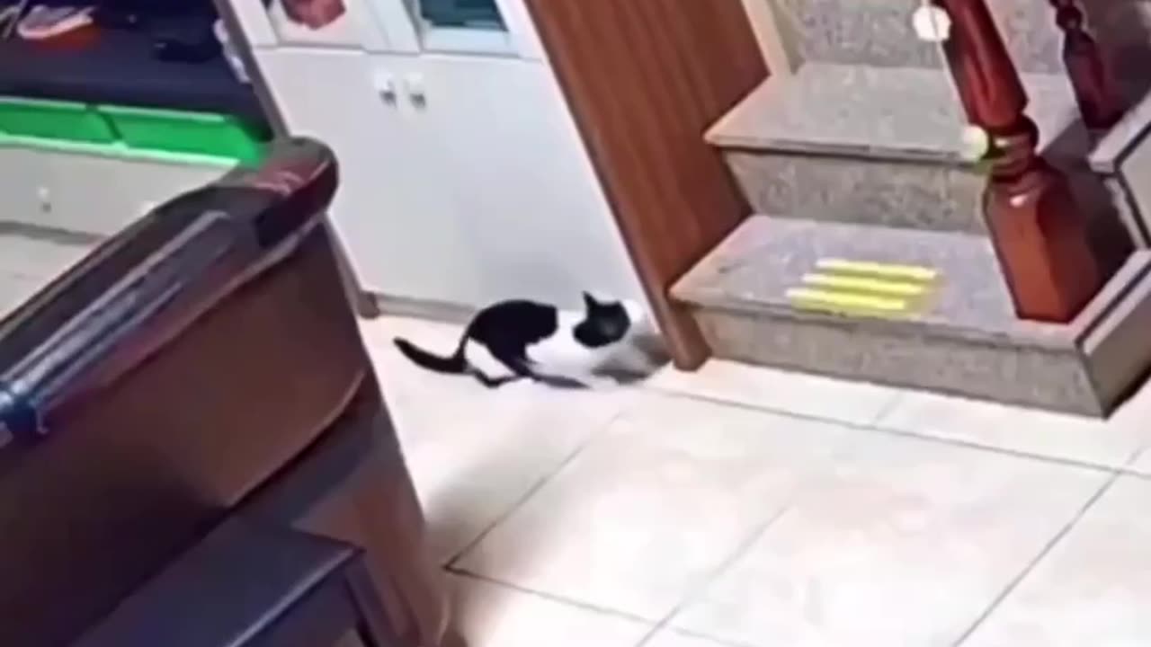 Cute cat's revenge 🤣