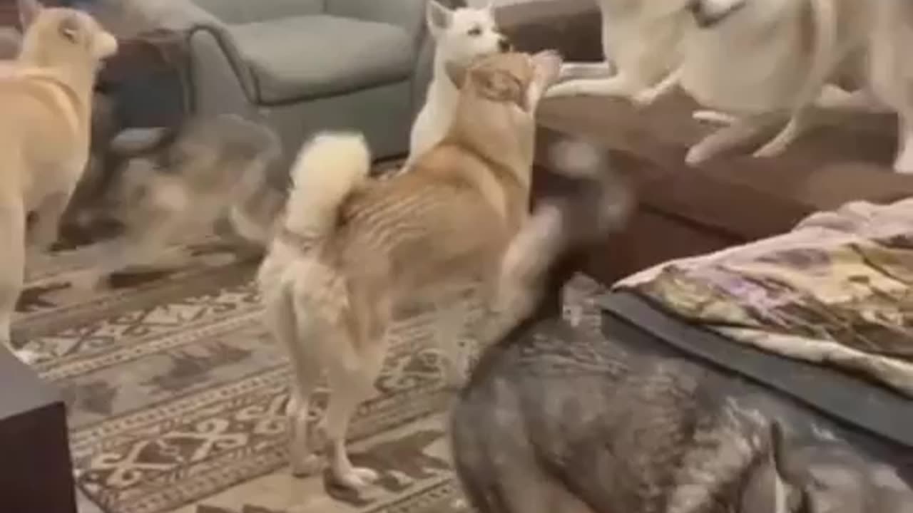 Husky dog funny clip make your day