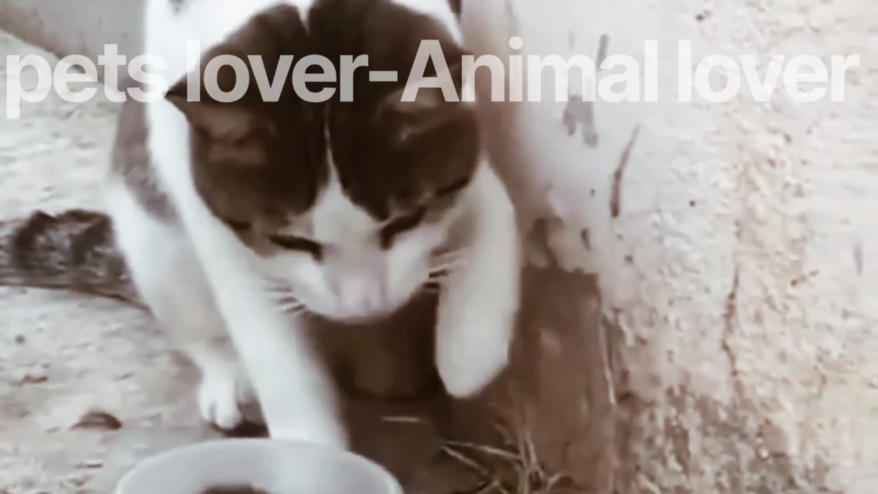 Pets lover-Animal lover cuite funny pets and animal