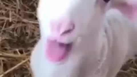 Beautiful Animals Sound #shorts #animals sound #wildlife