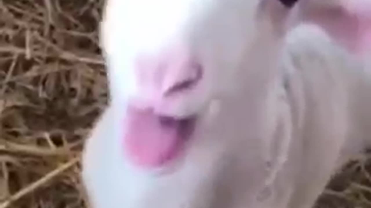 Beautiful Animals Sound #shorts #animals sound #wildlife