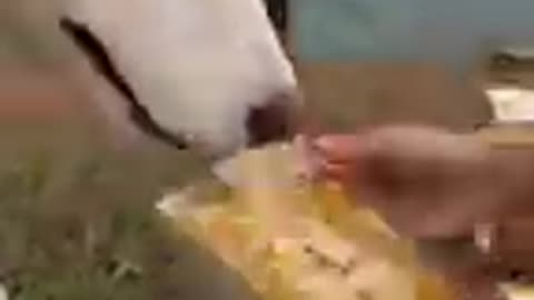 Dog training video