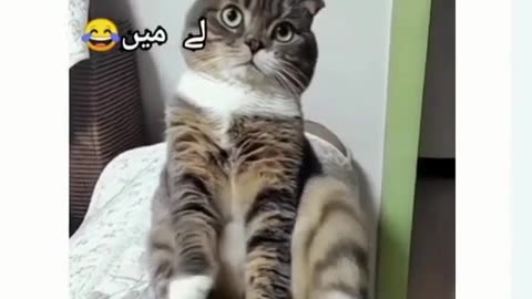 Funny cat video