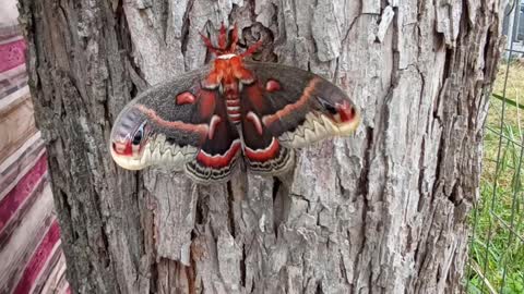 Big moth