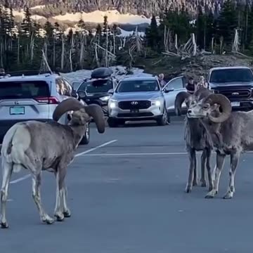 Now i got reason of her too white teeth