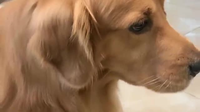 Most Beautiful Videos Of Golden Retriever | Cute And Funny Dog Videos | Minutes Of Funny Puppy