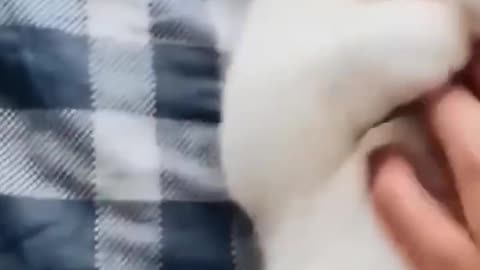 Funniest Cats And Dogs 🐶🐱 | Funny Animal