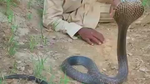 Cobra snake