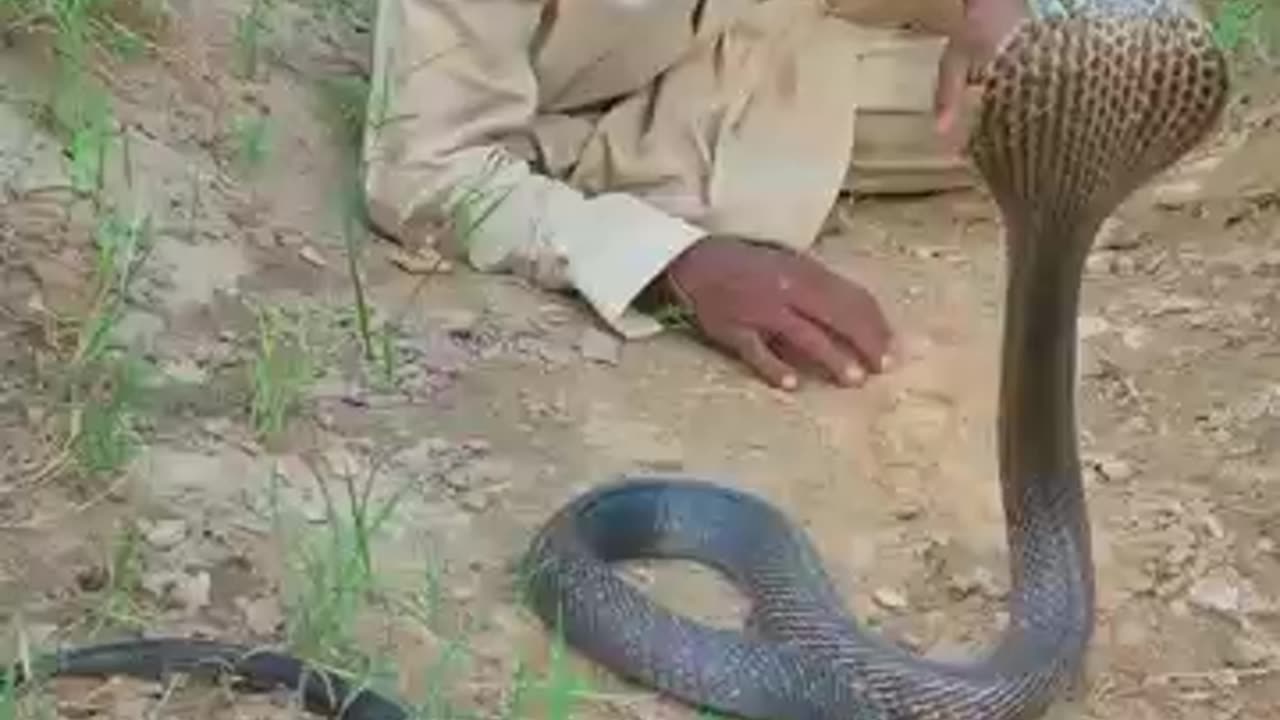 Cobra snake