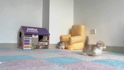 Lively kitten playing again