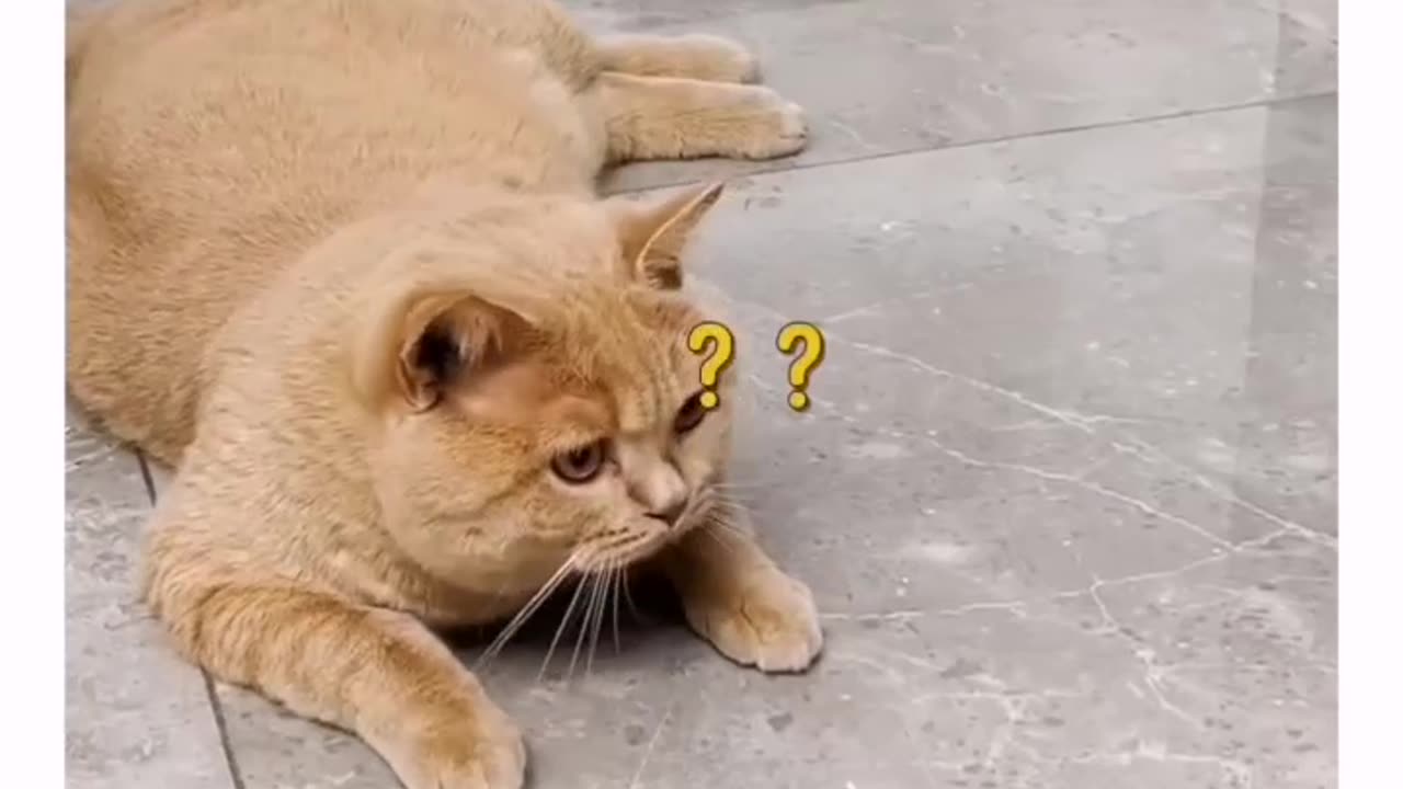 Funny cat video