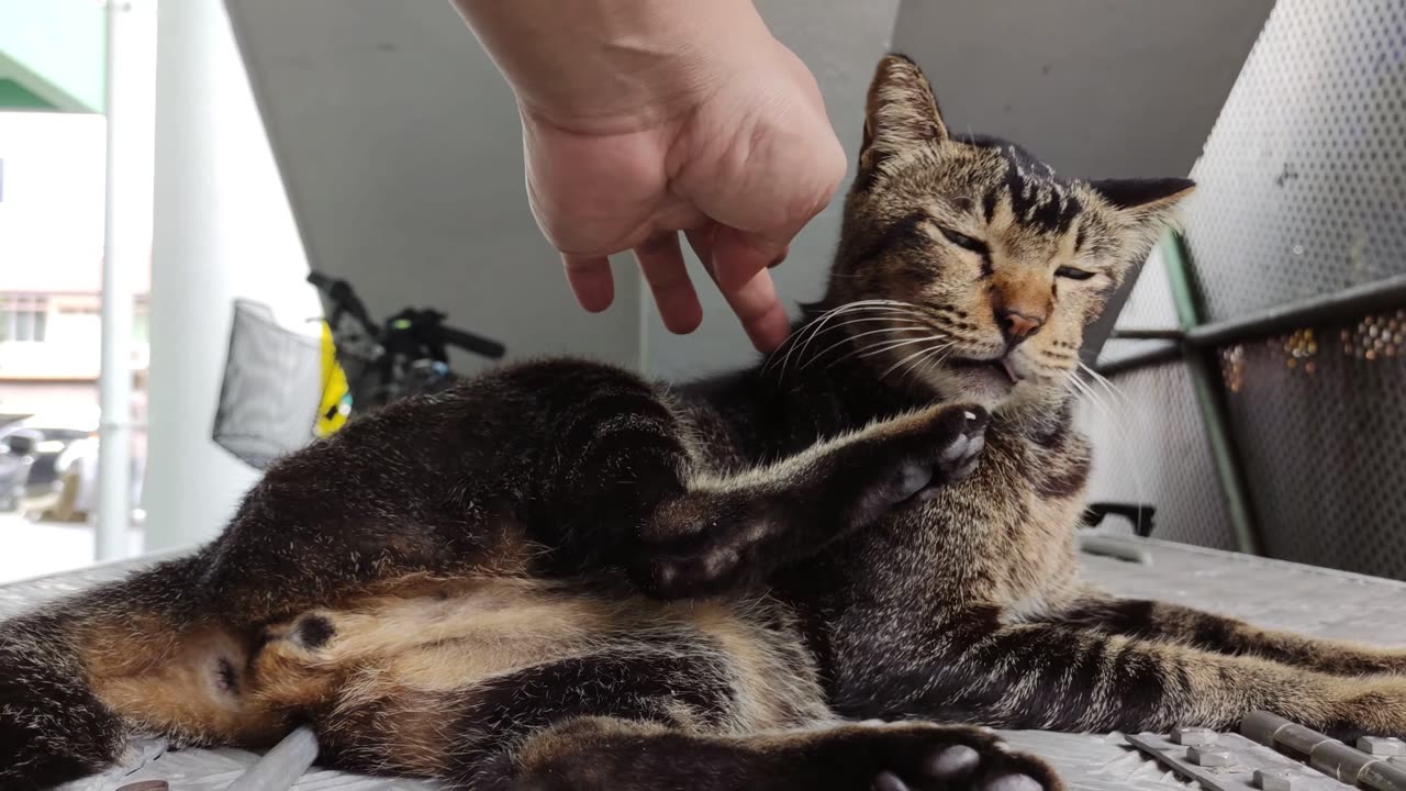 Cute stray cat lay down and slowly sleep beside me