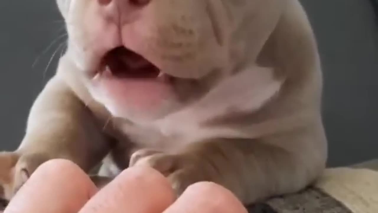 Cute Dog sound